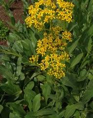 Image result for Ethulia vernonioides