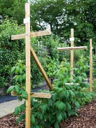 Weed management in raspberries is critical for several reasons. 33 Trellis Grapes Brambles Ideas Trellis Growing Raspberries Raspberry Trellis