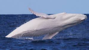 Image result for COAST OF ECUADOR