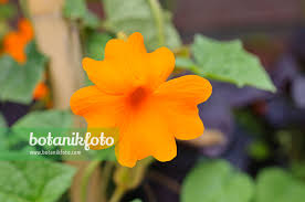 Image result for Thunbergia gregorii