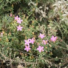 Image result for Syncolostemon canescens