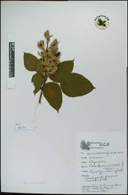 Image result for Rhynchosia hirta