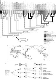Image result for Schinziella tetragona