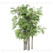 Image result for Acacia brevispica