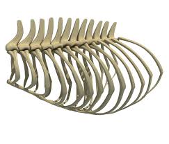 The rib cage, which forms the chest wall, is an important volume. Anatomical Bear Rib Cage 3d Model Cgtrader