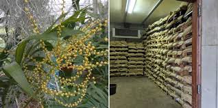 Worldwide, the plant is now part of the standard assortment of flower stores and in. The Story Of The Parlor Palm