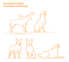 30 seconds to a calm,. Australian Cattle Dog Dimensions Drawings Dimensions Com