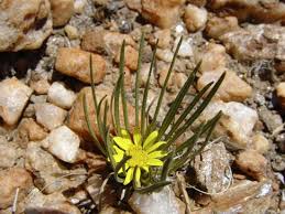 Image result for Geigeria