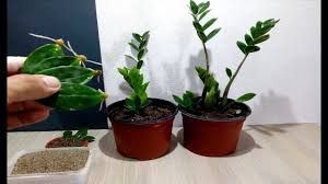 Hydroponic systems, parts & accessories; How To Grow Zz Plant From Single Leaf Very Easy Zanzibar Gem Youtube