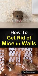 6 Clever Ways To Get Rid Of Mice In Walls In 2020 Getting Rid Of Mice Mice Repellent Getting Rid Of Rats