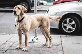 City of melbourne residents can access a wide range of services for reusing, recycling or disposing of unwanted household items and materials. Don T Waste Your Dog S Poo Compost It Abc News