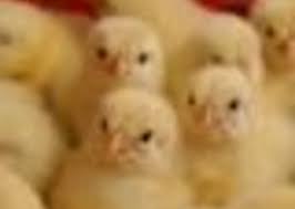 Producătorul de carne de pui oncos sa a cerut intrarea în insolvență. Ferma De Pui Luc Vinde Pui De Carne CrÄƒeÈ™ti Publiro Com