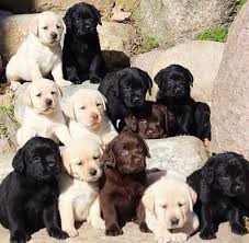 New Labrador Puppy Essentials Labrador Retriever Beauty Baby Animals Cute Labrador Puppies Labrador Retriever Puppies