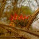 Image result for Combretum paniculatum