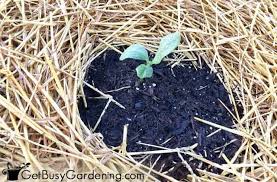 Best mulch for vegetable gardens (and worst mulch). Beginner S Guide To Mulching A Vegetable Garden Get Busy Gardening