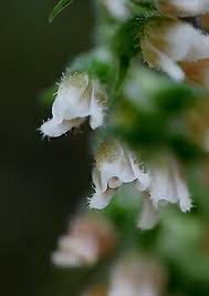 Image result for Goodyera afzelii