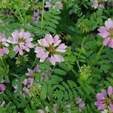 Check spelling or type a new query. Crown Vetch Penngift American Seed Co