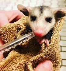 This will aid in helping it revert to its true wild nature after being weaned. Coping With Covid What Would You Do If You Found Four Baby Opossums