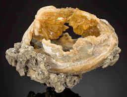 Collecting Calcite Clams in Florida