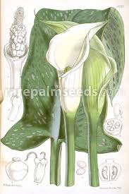 Grows in sun to part sun. Zantedeschia Albomaculata Black Throat Calla Spotted Calla Buy Seeds At Rarepalmseeds Com