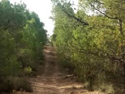 ما بقي من وهج الصورة في غابة الجلفة المنسية Country Roads Road Country