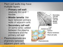 Yes, the ancestral plant cell engulfed both types of bacteria. Cell Structure And Function Ppt Download