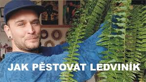 Image result for ledviník