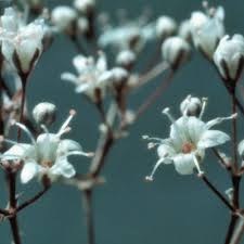 Young plants and seeds are poisonous, causing nausea, muscle twitches, paralysis, and often death. Washington State Noxious Weed Control Board