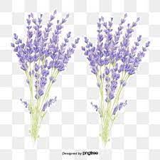 Lavender Painted Watercolor Plant Png Transparent Clipart Image And Psd File For Free Download Spring Flowers Background Flower Backgrounds Flower Png Images