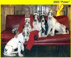 We have been passionately breeding american kennel club giants for over 20 years teacup yorkie puppies for sale in ohio ohio, oh teacup yorkie breeders and. Gmj Harlequins Quality Breeders Of Harlequin Great Danes