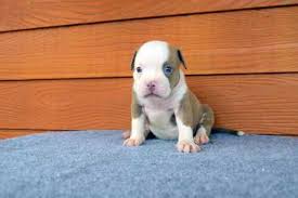 We have two male pit bull puppies and two female pit bull puppies for sale. Expertasia Bully Camp American Bully Dogs Chiang Mai Thailand