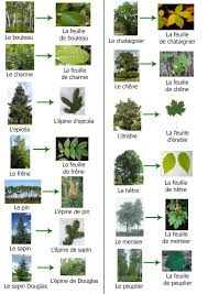 Epingle Par Josee Seguin Sur Arbres Reconnaitre Les Arbres Ecole De La Foret Identification Des Arbres