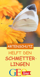 So Konnt Ihr Schmetterlingen Helfen Schmetterling Artenschutz Zuchten