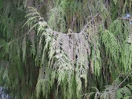 Image result for Cupressus funebris