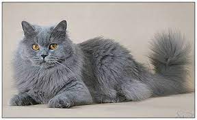 British Longhair Cats Blh Highlander Britanica Lowlander Colour Cattery Mysticat House British Shorthair Cats Gorgeous Cats Cats