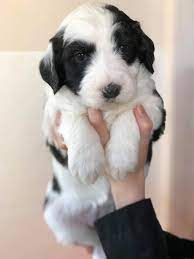 Both standard and mini sheepadoodle puppies are available. Charlotte S Reverse F1b Sheepadoodles Double U Doodles Facebook