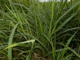 Image result for Panicum maximum