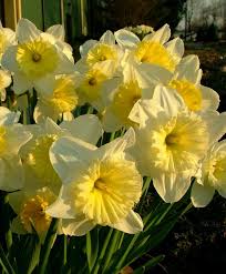 Narcissus Ice Follies A Spectacular Konijnenburg Mark Variety Introduced In 1963 This Award Winner Has A Large 4 Fl Bulb Flowers Narcissus Narcissus Flower