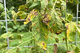 Image result for Septoria leaf spot of tomato