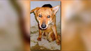 Some pets get distressed at the vet's office. It S Not Just A Dog Paralyzed Dog Comes To America Saves Life Of Owner Abc10 Com