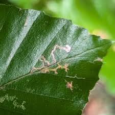 Image result for Stigmella tityrella
