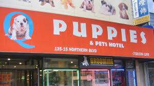 Puppy stores & puppies on sale. The Best Pet Stores In Nyc