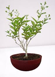 Raat ki rani growing caring and all information beautiful plant (urdu hindi punjabi). Buy Raat Ki Rani Plant Night Blooming Jasmine Plant Online Get 70 Off