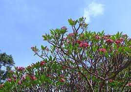 Check spelling or type a new query. Page 10 Royalty Free Flower India Photos Pikist
