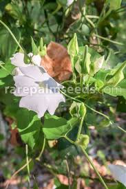 Image result for Thunbergia laborans