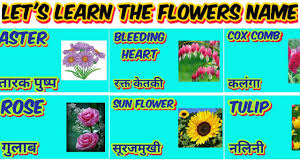 We did not find results for: Flowers Name In English And In Hindi à¤¹ à¤¦ à¤à¤µ à¤… à¤— à¤° à¤œ à¤® à¤« à¤² à¤• à¤¨ à¤® Flowers Name A To Z Youtube