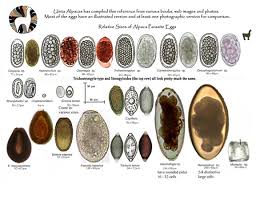 alpaca parasite eggs uinta alpacas vettechlife vet tech