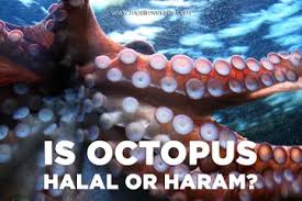Calamari is the italian word for squid (singular: Is Seafood Halal Crab Lobster Shark Octopus Oyster Sushi