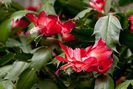 But this christmas cactus is an oddity. 10 Tips For Preparing Plants For Wintering Indoors Dengarden
