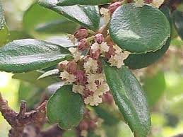 Image result for Myrsine africana